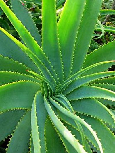Aloe-Vera.jpg